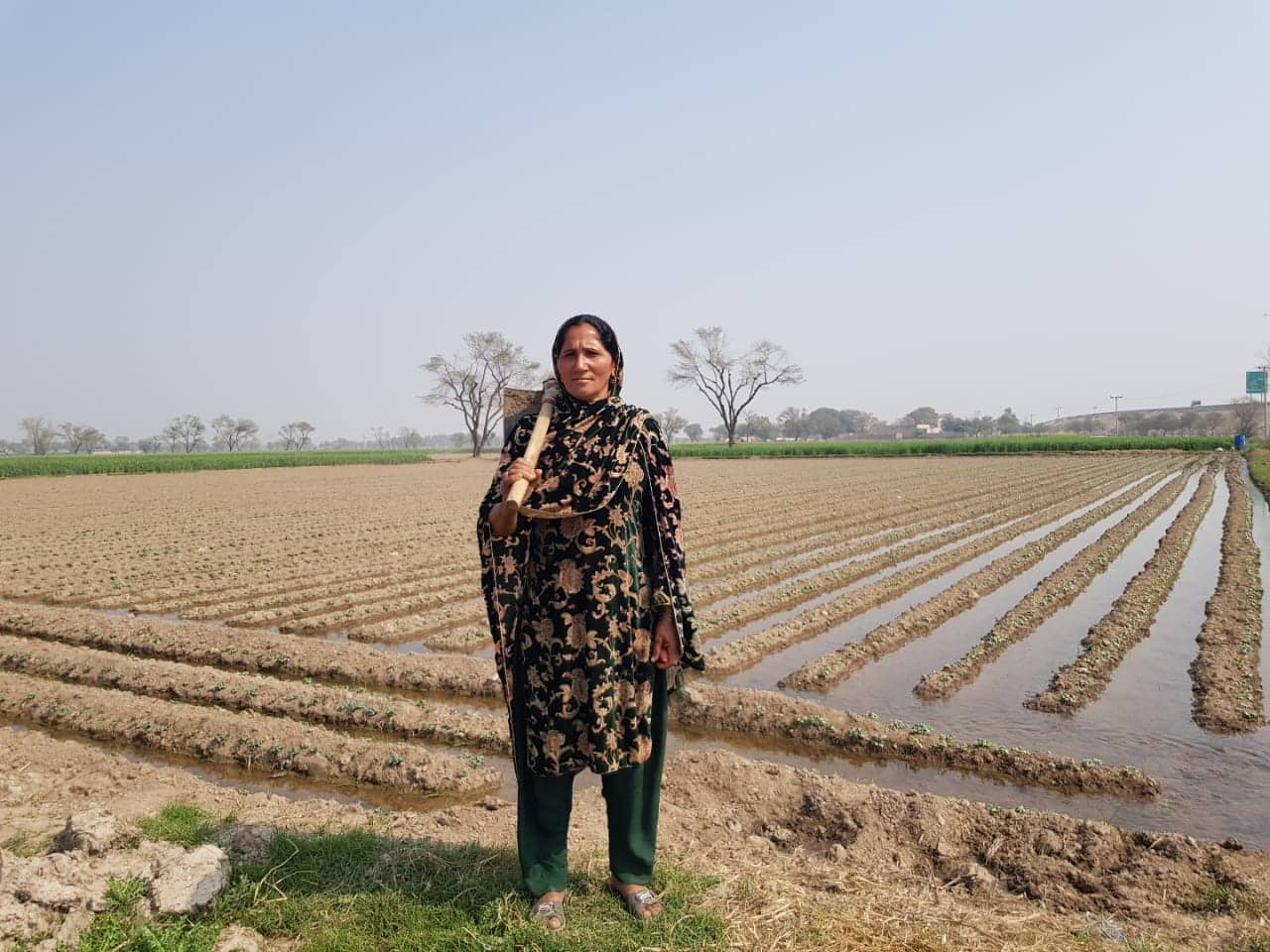 A brave widow – Bhappan Bibi cultivates her small farm in Multan.