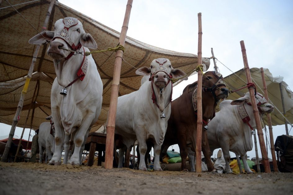 Asia’s Largest Cattle Mandi 2024 Set to Elevate the Experience of Eid-ul-Adha for Karachiites