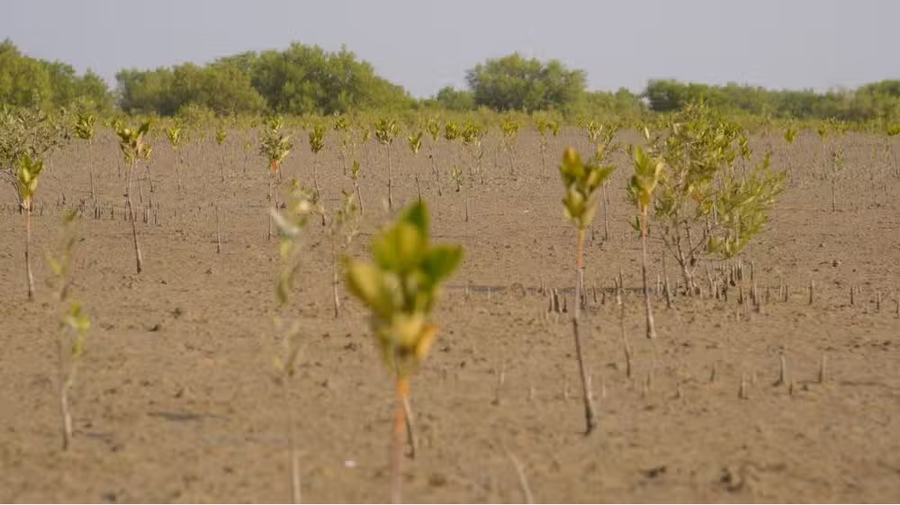 Bank Alfalah and WWF-Pakistan Join Forces on World Environment Day